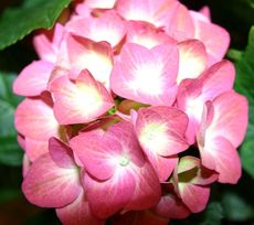 Hortensienbluete-rosa.jpg